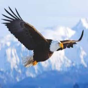Seamos como el águila - Cualidades según la biblia