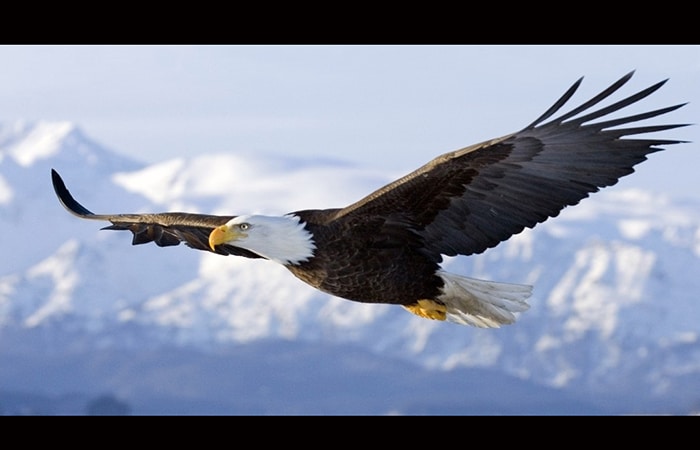 A vuelo de águila